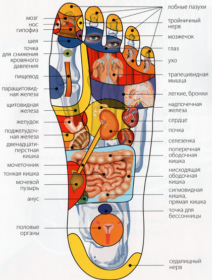 Diagram of reflex zones on the foot